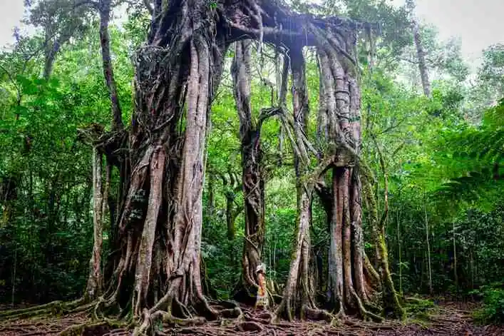 Bali Botanical Garden In Bedugul: How To Visit